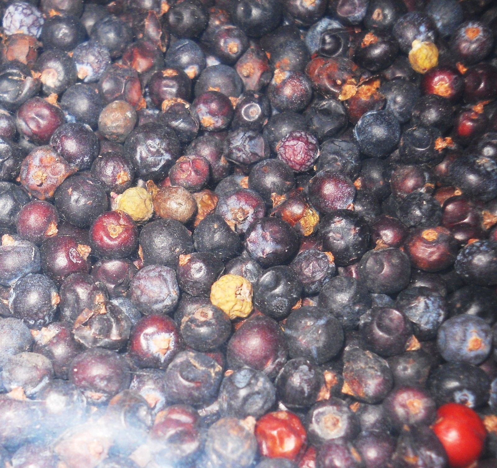 BLUE JUNIPER Berries 1lb Dried Whole Berry for Gin Flavoring Moonshine and Aromatherapy - Image 4