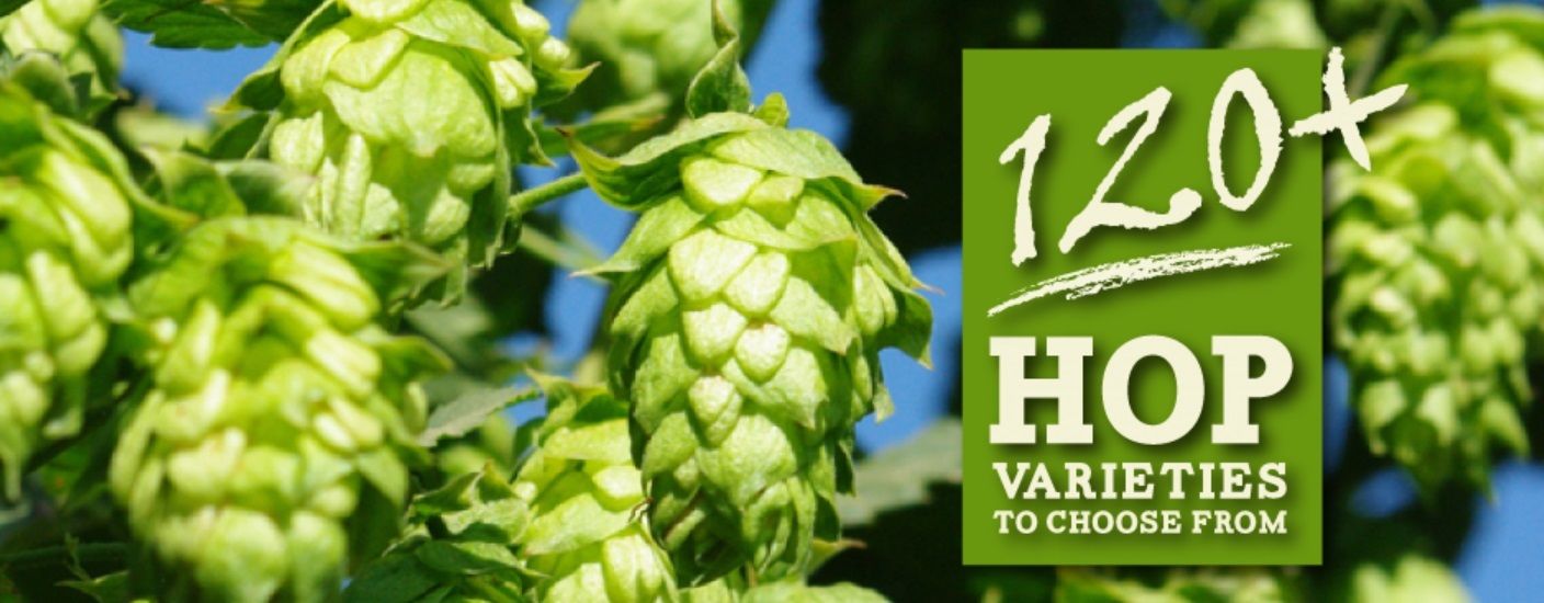 HOPS CASCADE 8oz PELLET HOPS BSG HOPS FACTORY PACKED NITROGEN PURGED FOR HOME BREWING - Image 7