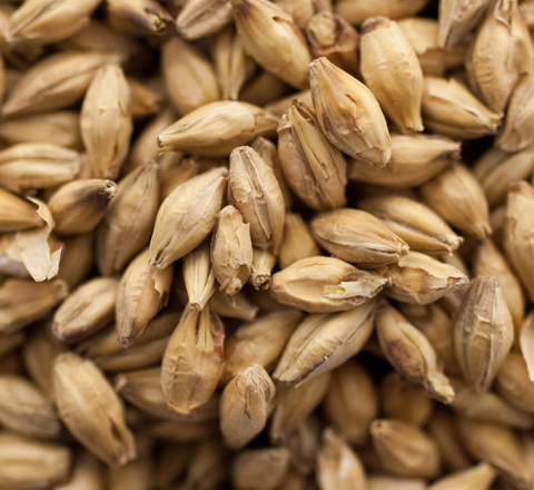 10 POUNDS IRISH STOUT MALT SPECIALTY GRAIN FOR GREAT POT STILL WHISKEY - Image 8