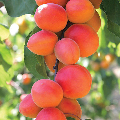 APRICOT #10 CAN Vintners Harvest Fruit Wine Base 96oz WINE KIT 3 OR 5 GAL - Image 3