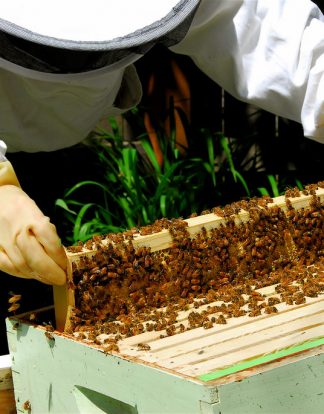 BEEKEEPING