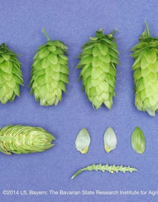 Hallertau Mittelfrüh 8oz AROMA Hop Pellets - BSG Sourced
