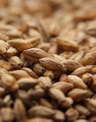 Avangard Light Munich Malt Type I 1 LB Uncrushed Grain