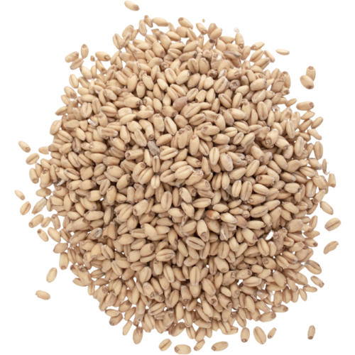 Briess WHITE WHEAT MALT - 50 LB Unmilled (Special Order) - Image 2