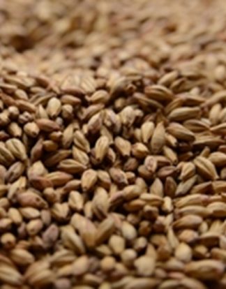 Briess SPECIAL ROAST Roast Malt 40-50L 1 LB Uncrushed