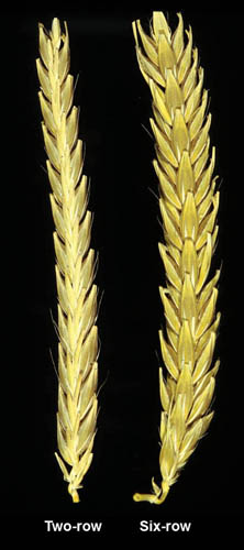 Rahr 6-Row Brewers Malt - 10 LB, Uncrushed - Image 3