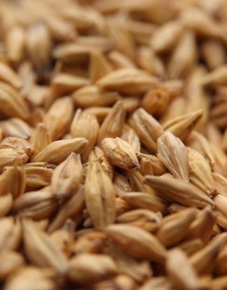 Weyermann ACIDULATED MALT Meussdoerffer Style Sauer Malt - 1 LB Uncrushed 4.5% Natural Lactic Acid Sauer Malted Barley for PH Reduction