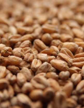Viking OAK SMOKED WHEAT Malt - 1 LB Uncrushed Rauchmalt