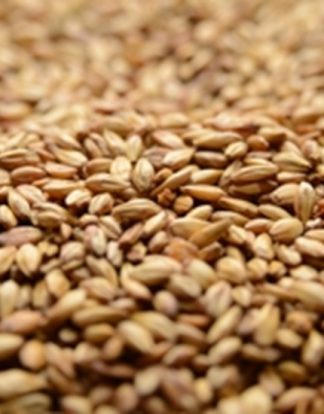 CARAMEL MALT 10L 1LB Briess