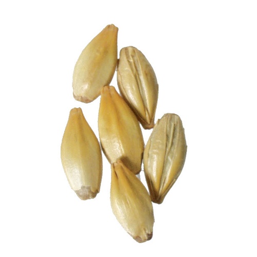CARAMEL MALT 60L 1LB Briess - Image 8