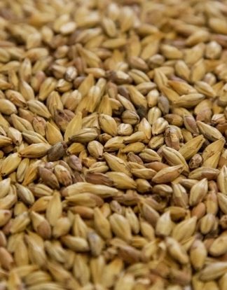 Dingemans Biscuit® Malt 10lb Uncrushed Belgian 2-Row