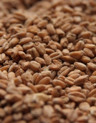 Rahr RED WHEAT MALT 10 LB Uncrushed