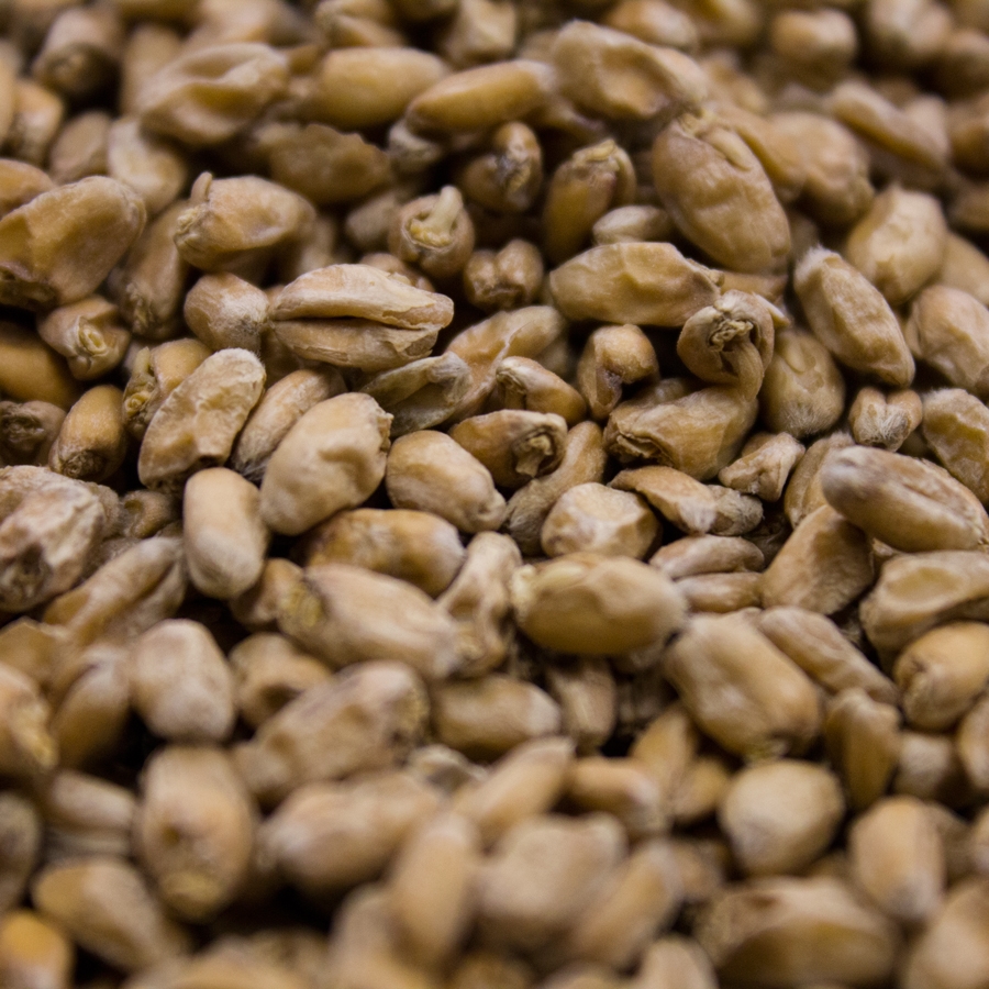 WHEAT MALT 10LB Unmilled Grain from Crisp Malting "A Little Extra Something"