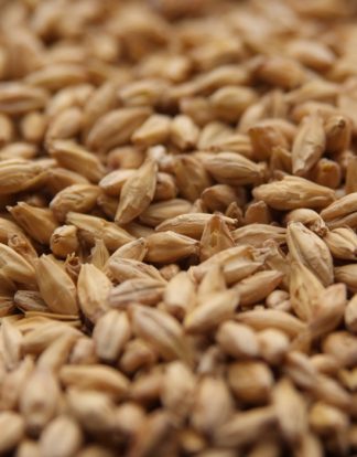 1 LB Briess PREMIUM PILSNER MALTED Barley Grain - Uncrushed