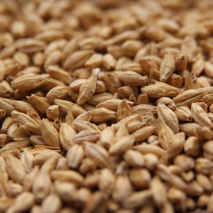 1 LB Briess PREMIUM PILSNER MALTED Barley Grain - Uncrushed