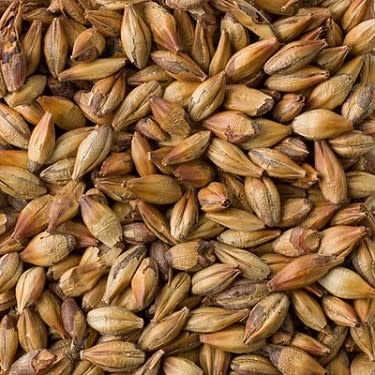 BRIESS SPECIAL ROAST MALT 50L 1 Pound Uncrushed - Image 4