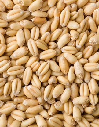 UNMALTED WHEAT 10lb Rahr Uncrushed Grain