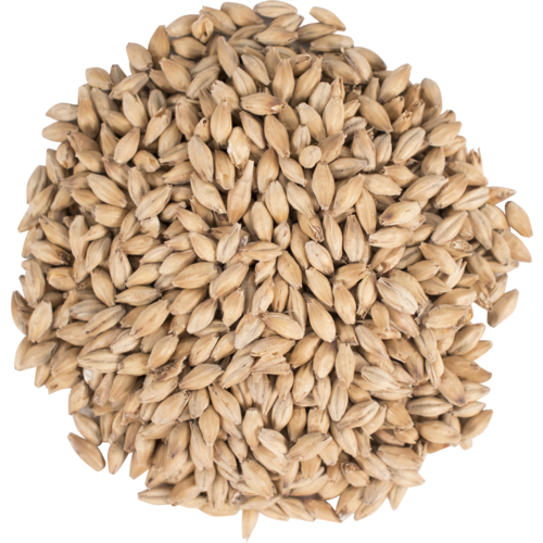 SIMPSONS GOLDEN PROMISE 10LB Unique Specialty Malt