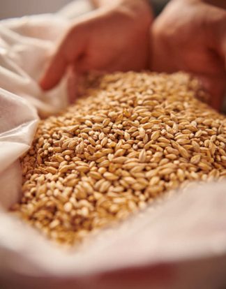 Weyermann BOHEMIAN PILSNER German Heirloom Malt 10 LB Unmilled MWEY7004