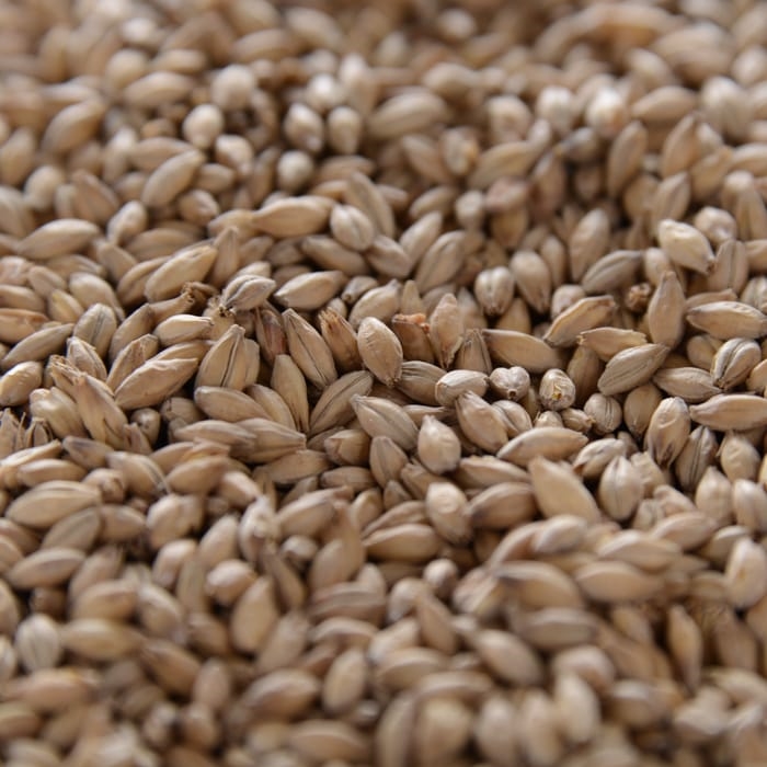 10LB SACK LEGENDARY Crisp Floor Malted Maris Otter #19 Heirloom British 2-Row Pale Ale Base Malt - Image 2