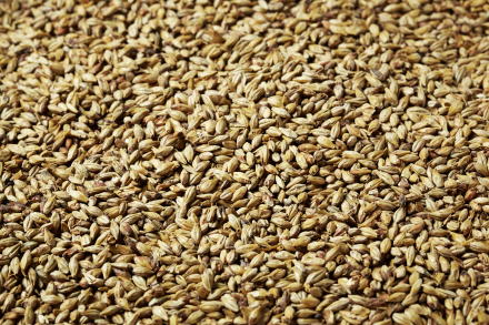 SPECIAL ORDER 55lb SWAEN PILSNER Base Malt - 55 LB Uncrushed Sack ($15 OFF IF LOCAL PICKUP) - Image 2