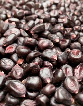 PURPLE CORN 50lb Sack Suntava™ Non-GMO Whole Kernal Maize DIRECT SHIP (LOCAL CUSTOMERS TAKE $15 OFF AT PICKUP)