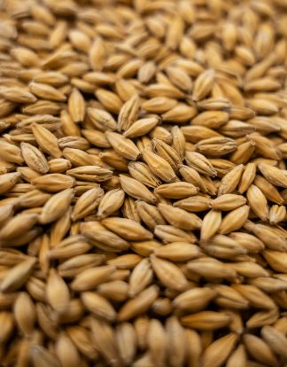 RED MALT 10LB Gambrinus Canadian MARS Whole Grain Uncrushed Malted Barley MGAM7021