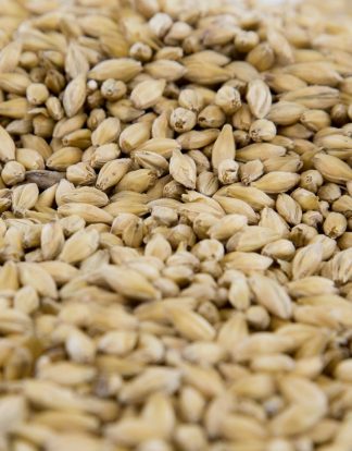 Special Order Gambrinus 55lb PREMIUM PILSNER Malted Barley Grain Uncrushed  (LOCAL PICKUPS TAKE $15 OFF IN-STORE)