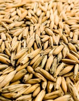 10LB Gambrinus Canadian HONEY MALTED OATS Unmilled for Oatmeal Stout Porter and New World Cream Ale