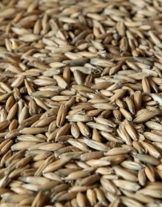 10LB Rahr MALTED OATS Unmilled for Oatmeal Stout Porter and New World Cream